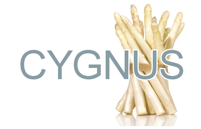 Spargel - Cygnus