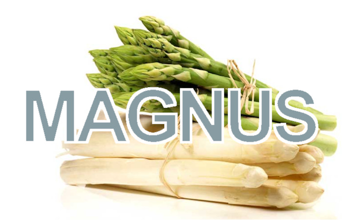 Spargel - Magnus